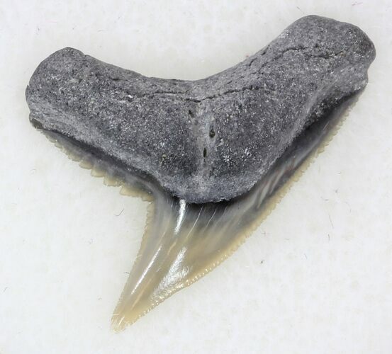 Sharp Fossil Tiger Shark Tooth - Lee Creek Mine #33947